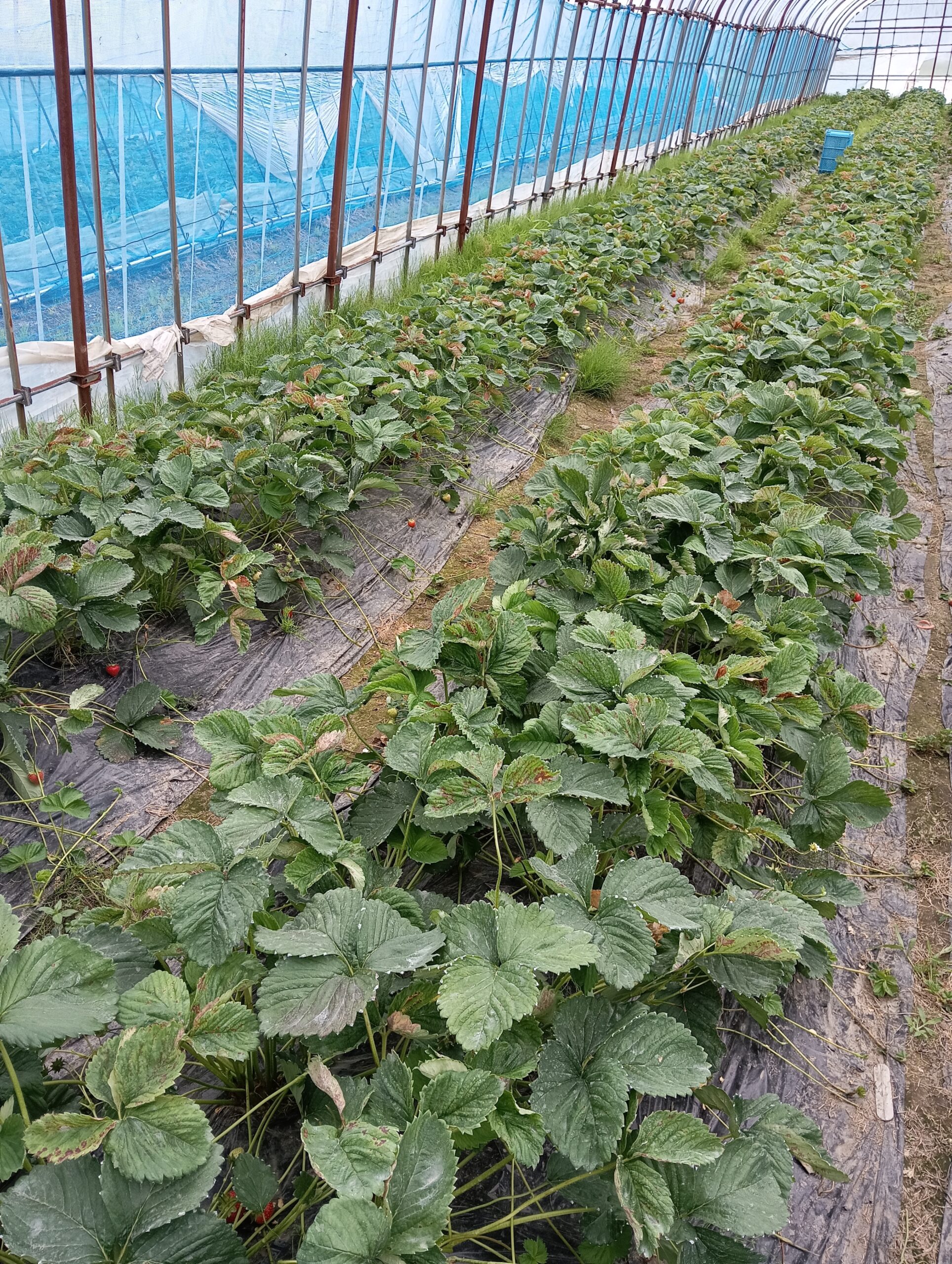 いちご二番取り